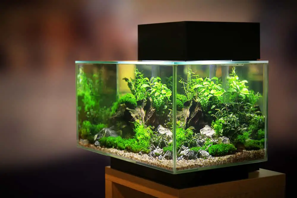 15 Best Aquarium Tanks