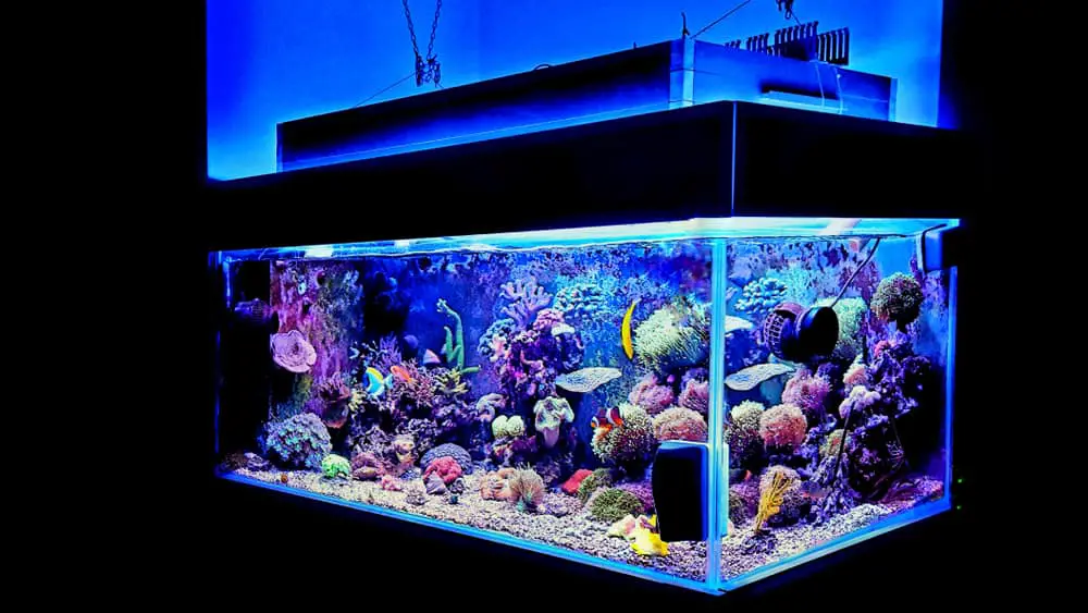 How Much Does A One Hundred Gallon Fish Tank Cost