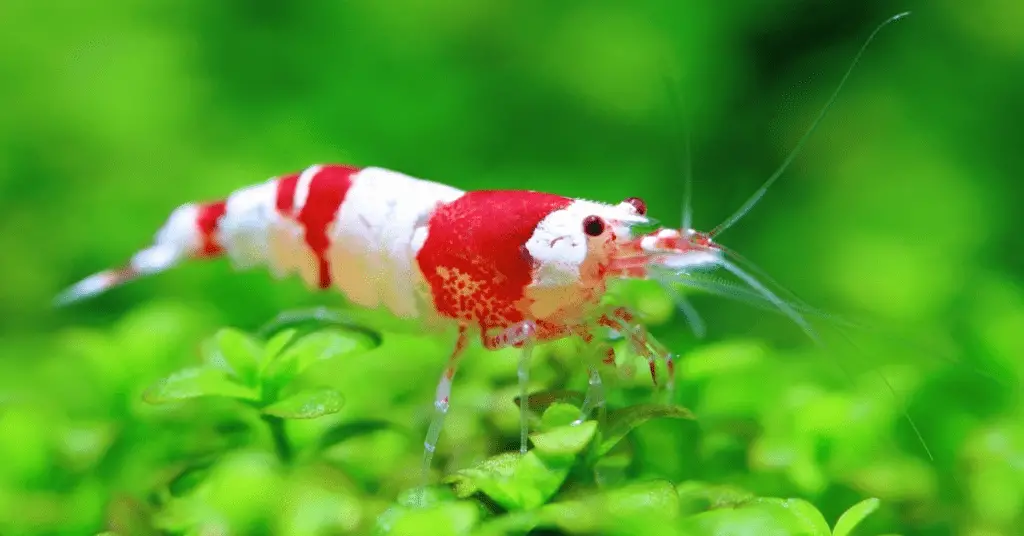 Red crystal shrimp in filtered tank