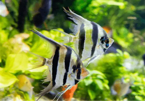 Angelfish - Fish that start with A - AquariumSavvy.com