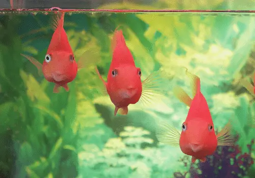 Fish That Start with B - Blood Parrot Cichlid - AquariumSavvy.com