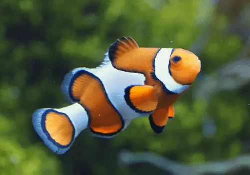Fish That Start with C - Clownfish - AquariumSavvy.com
