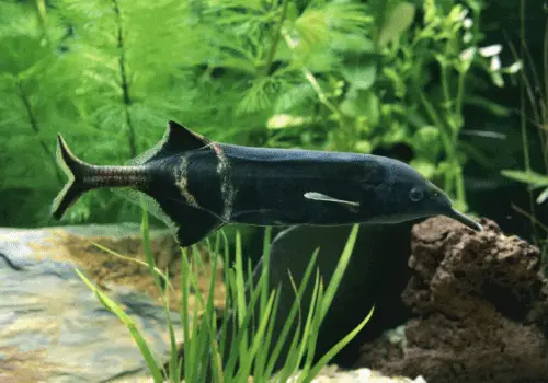 Fish that Start with E - AquariumSavvy.com