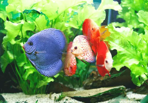 Fish That Start with D - AquariumSavvy.com