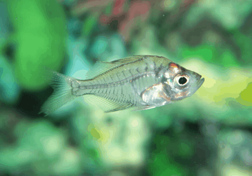 Fish that Start with I - AquariumSavvy.com