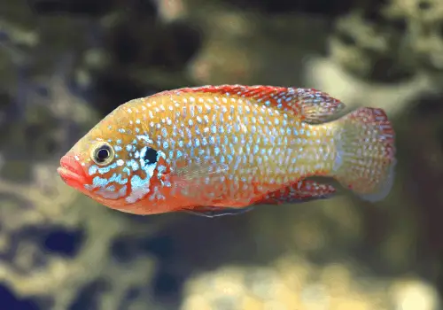 Fish that Start with J - AquariumSavvy.com