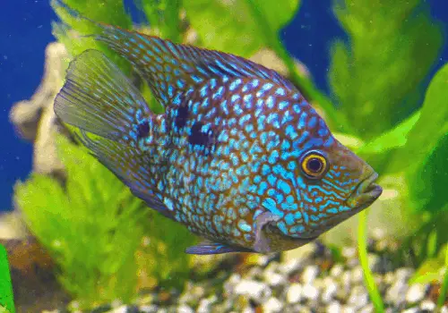 Fish that Start with T - AquariumSavvy.com