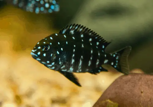 Fish that Start with W - AquariumSavvy.com