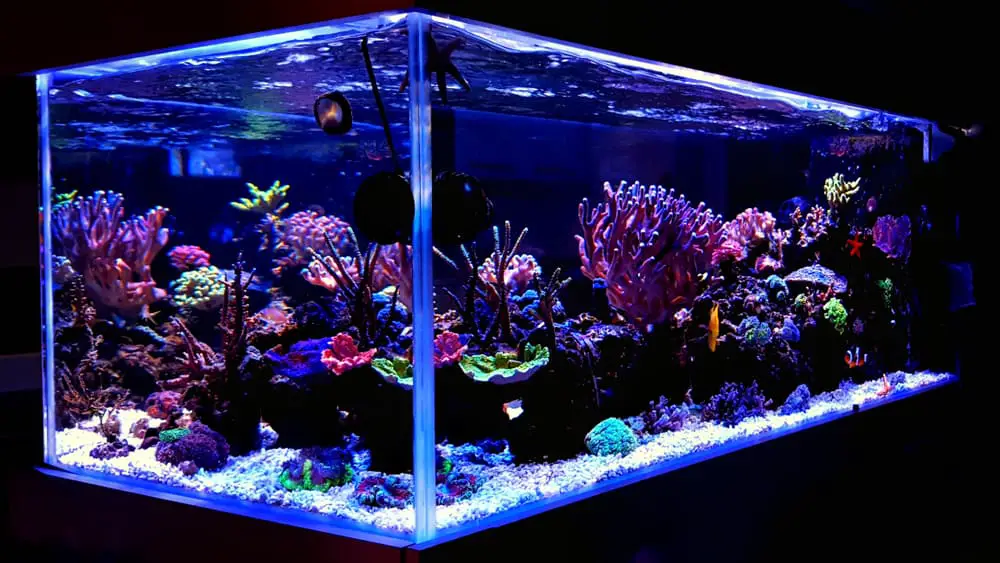 How Much Does A One Hundred Gallon Fish Tank Cost?