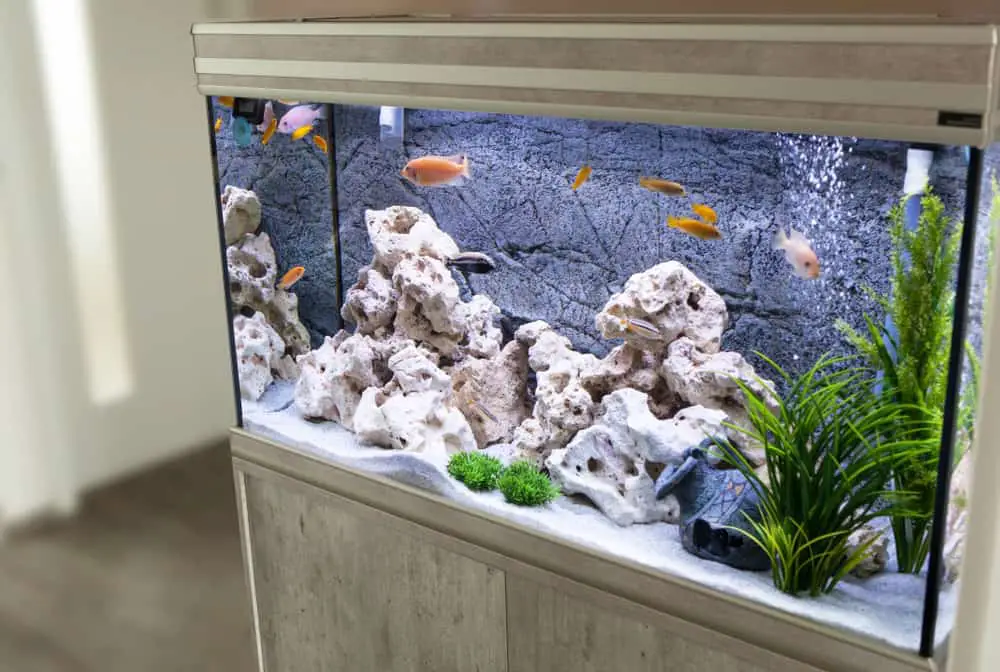 How much does a 75-gallon aquarium cost