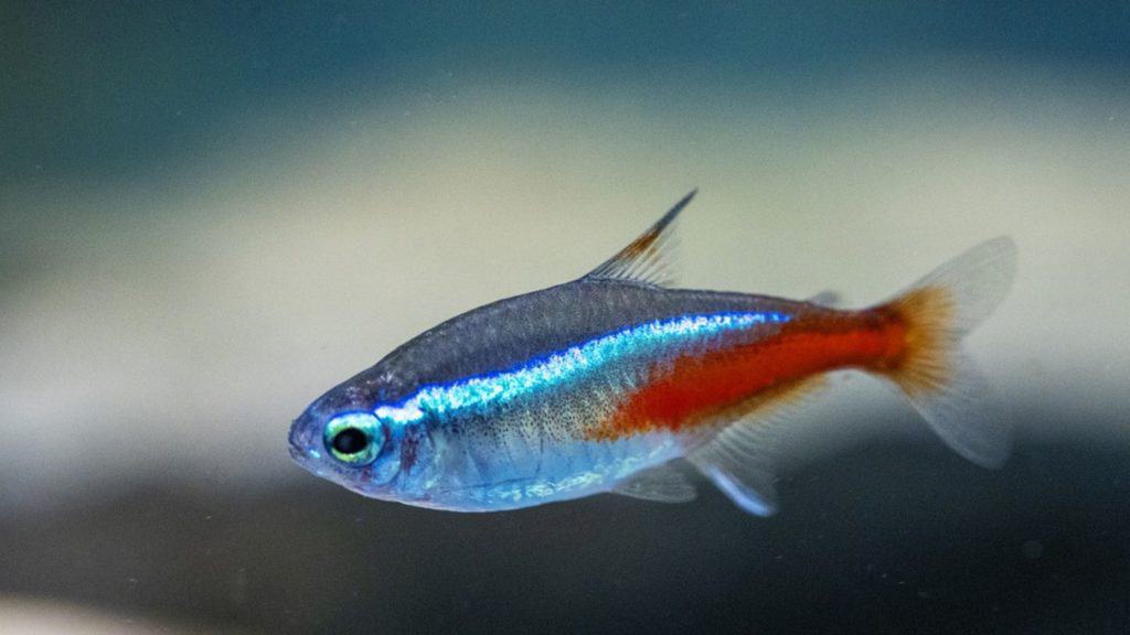 What Fish Can Live with Neon Tetras