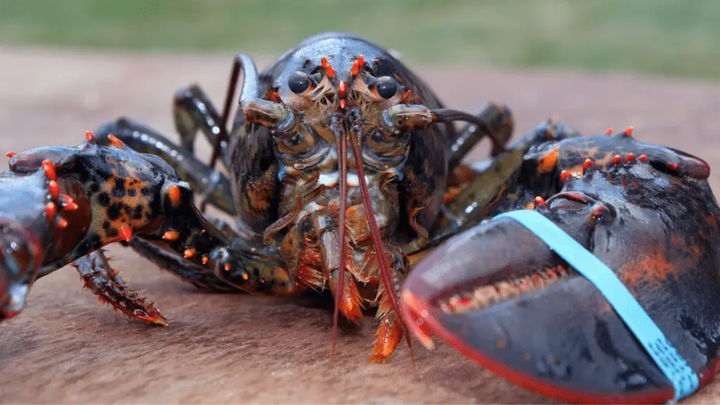 Can you keep a Lobster from the grocery store as a pet