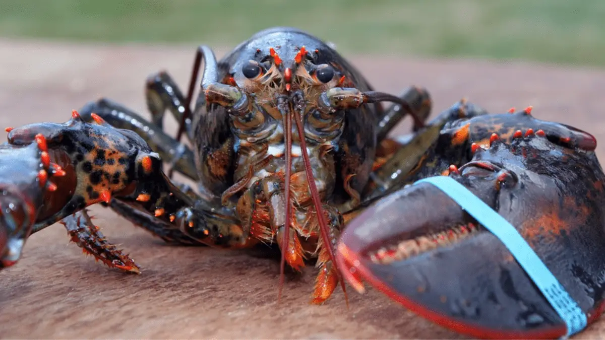 Can you keep a Lobster from the grocery store as a pet? - 🐠 AquariumSavvy