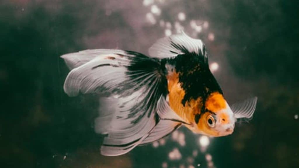 why is my goldfish turning black